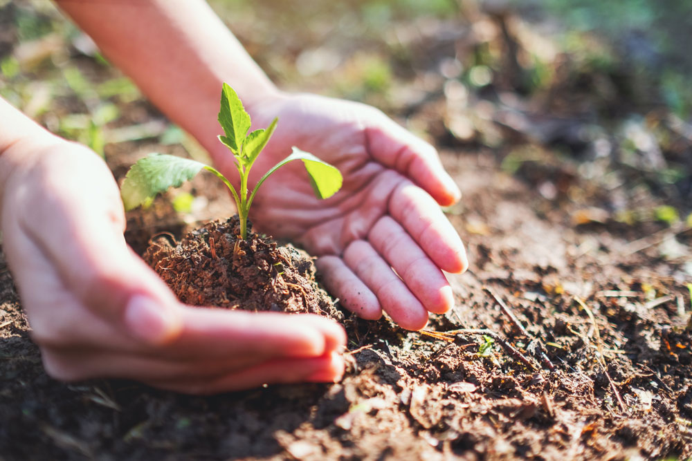 tree planting